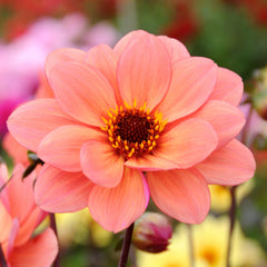 Poeme Dahlia Bulbs Perennial Growing Bonsai Roots Rhizomes Corms Tubers Potted Planting Reblooming Fragrant Garden Species Blooms Flower Seeds Plant Gardening - Seedsplant