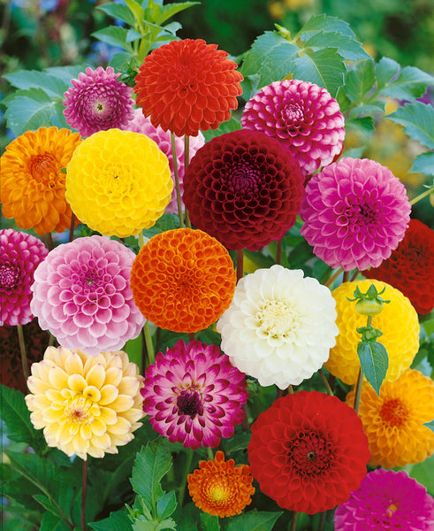Pompom Mixed Dahlia Bulbs Perennial Growing Bonsai Roots Rhizomes Corms Tubers Potted Planting Reblooming Fragrant Garden Species Blooms Flower Seeds Plant Gardening