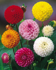Pompom Mixed Dahlia Bulbs Perennial Growing Bonsai Roots Rhizomes Corms Tubers Potted Planting Reblooming Fragrant Garden Species Blooms Flower Seeds Plant Gardening