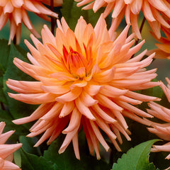 Preference Dahlia Bulbs Perennial Growing Bonsai Roots Rhizomes Corms Tubers Potted Planting Reblooming Fragrant Garden Species Blooms Flower Seeds Plant Gardening
