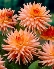 Preference Dahlia Bulbs Perennial Growing Bonsai Roots Rhizomes Corms Tubers Potted Planting Reblooming Fragrant Garden Species Blooms Flower Seeds Plant Gardening