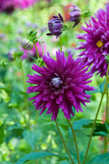 Purple Gem Dahlia Bulbs Perennial Growing Bonsai Roots Rhizomes Corms Tubers Potted Planting Reblooming Fragrant Garden Species Blooms Flower Seeds Plant Gardening