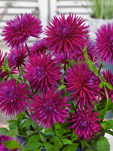 Purple Gem Dahlia Bulbs Perennial Growing Bonsai Roots Rhizomes Corms Tubers Potted Planting Reblooming Fragrant Garden Species Blooms Flower Seeds Plant Gardening