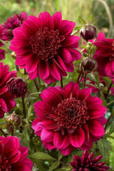 Purple Puff Dahlia Bulbs Perennial Growing Bonsai Roots Rhizomes Corms Tubers Potted Planting Reblooming Fragrant Garden Species Blooms Flower Seeds Plant Gardening