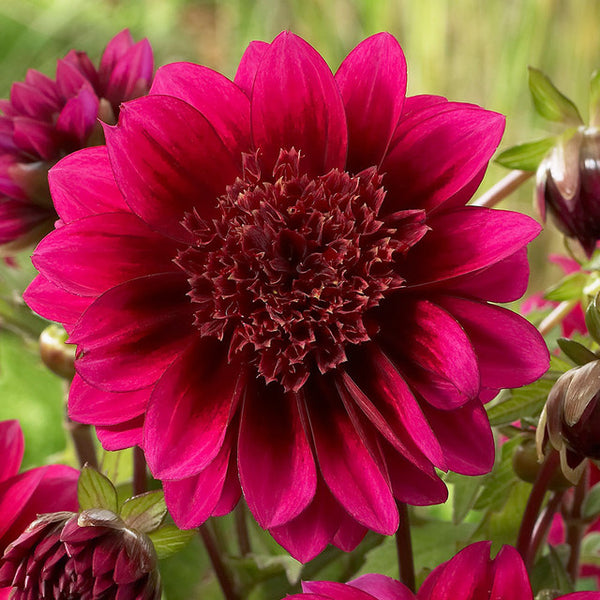 Purple Puff Dahlia Bulbs Perennial Growing Bonsai Roots Rhizomes Corms Tubers Potted Planting Reblooming Fragrant Garden Species Blooms Flower Seeds Plant Gardening
