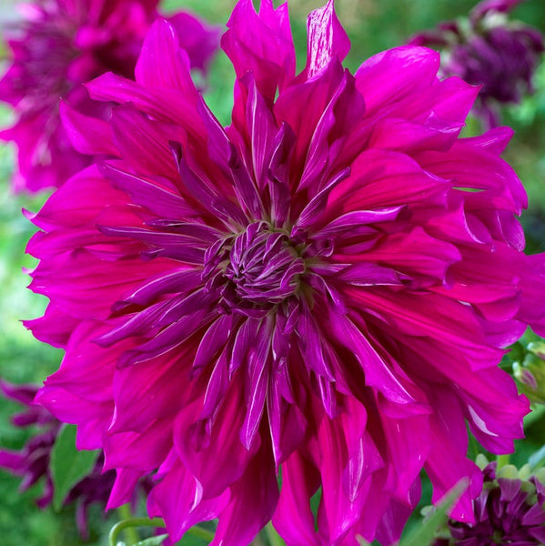 Dahlia Purple Taiheijo Bulbs Perennial Growing Bonsai Roots Rhizomes Corms Tubers Potted Planting Reblooming Fragrant Garden Species Blooms Flower Seeds Plant Gardening