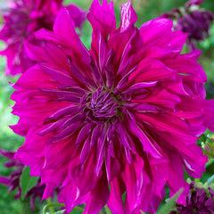Dahlia Purple Taiheijo Bulbs Perennial Growing Bonsai Roots Rhizomes Corms Tubers Potted Planting Reblooming Fragrant Garden Species Blooms Flower Seeds Plant Gardening