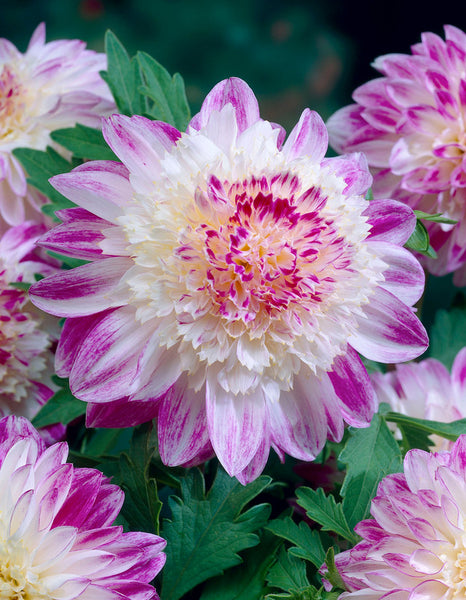 Que Sera Dahlia Bulbs Perennial Growing Bonsai Roots Rhizomes Corms Tubers Potted Planting Reblooming Fragrant Garden Species Blooms Flower Seeds Plant Gardening