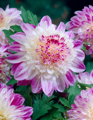 Que Sera Dahlia Bulbs Perennial Growing Bonsai Roots Rhizomes Corms Tubers Potted Planting Reblooming Fragrant Garden Species Blooms Flower Seeds Plant Gardening