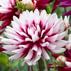 Rebecca's World Dahlia Bulbs Perennial Growing Bonsai Roots Rhizomes Corms Tubers Potted Planting Reblooming Fragrant Garden Species Blooms Flower Seeds Plant Gardening