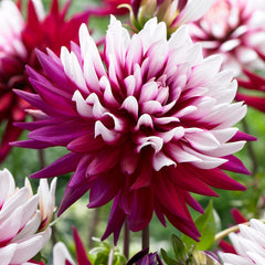Rebecca's World Dahlia Bulbs Perennial Growing Bonsai Roots Rhizomes Corms Tubers Potted Planting Reblooming Fragrant Garden Species Blooms Flower Seeds Plant Gardening