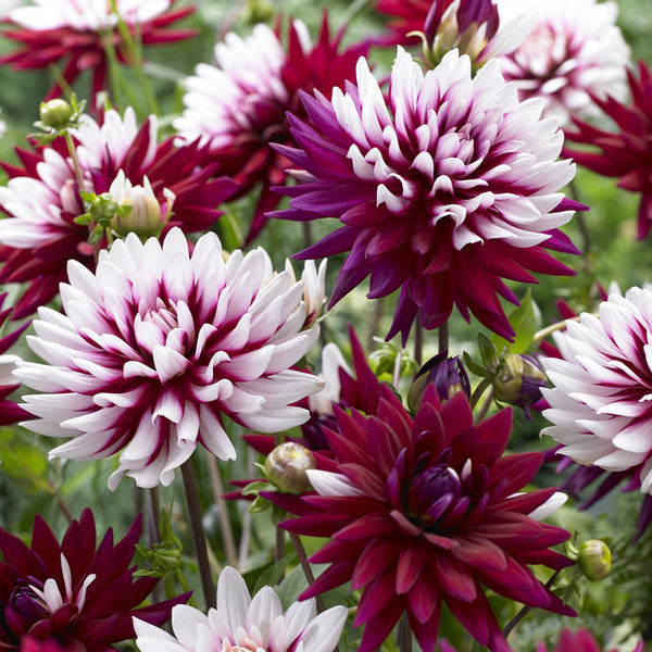 Rebecca's World Dahlia Bulbs Perennial Growing Bonsai Roots Rhizomes Corms Tubers Potted Planting Reblooming Fragrant Garden Species Blooms Flower Seeds Plant Gardening
