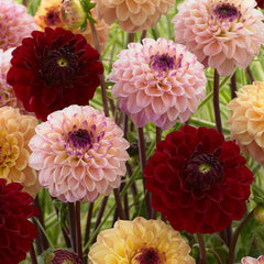 Red Jill Dahlia Bulbs Perennial Growing Bonsai Roots Rhizomes Corms Tubers Potted Planting Reblooming Fragrant Garden Species Blooms Flower Seeds Plant Gardening