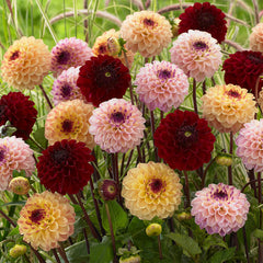 Red Jill Dahlia Bulbs Perennial Growing Bonsai Roots Rhizomes Corms Tubers Potted Planting Reblooming Fragrant Garden Species Blooms Flower Seeds Plant Gardening