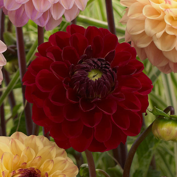 Dahlia Red Jill Bulbs Perennial Growing Bonsai Roots Rhizomes Corms Tubers Potted Planting Reblooming Fragrant Garden Species Blooms Flower Seeds Plant Gardening