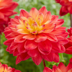 Red Silence Dahlia Bulbs Perennial Growing Bonsai Roots Rhizomes Corms Tubers Potted Planting Reblooming Fragrant Garden Species Blooms Flower Seeds Plant Gardening