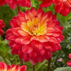 Red Silence Dahlia Bulbs Perennial Growing Bonsai Roots Rhizomes Corms Tubers Potted Planting Reblooming Fragrant Garden Species Blooms Flower Seeds Plant Gardening