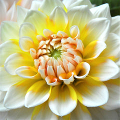 Seattle Yellow White Dahlia Bulbs Perennial Growing Bonsai Roots Rhizomes Corms Tubers Potted Planting Reblooming Fragrant Garden Species Blooms Flower Seeds Plant Gardening
