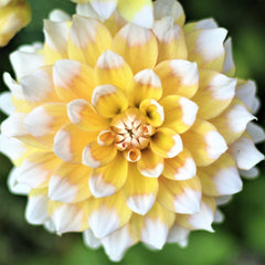Seattle Yellow White Dahlia Bulbs Perennial Growing Bonsai Roots Rhizomes Corms Tubers Potted Planting Reblooming Fragrant Garden Species Blooms Flower Seeds Plant Gardening