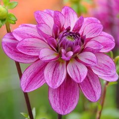 Seduction Dahlia Bulbs Perennial Growing Bonsai Roots Rhizomes Corms Tubers Potted Planting Reblooming Fragrant Garden Species Blooms Flower Seeds Plant Gardening