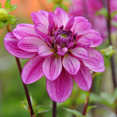 Seduction Dahlia Bulbs Perennial Growing Bonsai Roots Rhizomes Corms Tubers Potted Planting Reblooming Fragrant Garden Species Blooms Flower Seeds Plant Gardening