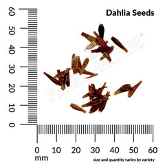 Dahlia, Unwin's Dwarf Mixed Colors Seeds, 500mg