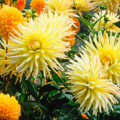 Dahlia Shooting Star Bulbs Perennial Growing Bonsai Roots Rhizomes Corms Tubers Potted Planting Reblooming Fragrant Garden Species Blooms Flower Seeds Plant Gardening