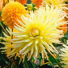 Dahlia Shooting Star Bulbs Perennial Growing Bonsai Roots Rhizomes Corms Tubers Potted Planting Reblooming Fragrant Garden Species Blooms Flower Seeds Plant Gardening