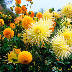 Dahlia Shooting Star Bulbs Perennial Growing Bonsai Roots Rhizomes Corms Tubers Potted Planting Reblooming Fragrant Garden Species Blooms Flower Seeds Plant Gardening