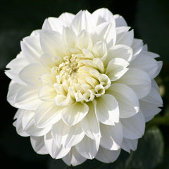 Pink Champagne Collection Dahlia Bulbs Perennial Growing Bonsai Roots Rhizomes Corms Tubers Potted Planting Reblooming Fragrant Garden Species Blooms Flower Seeds Plant Gardening