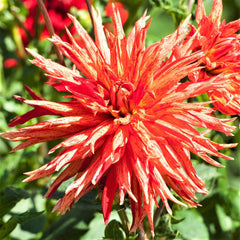 Sparkler Dahlia Bulbs Perennial Growing Bonsai Roots Rhizomes Corms Tubers Potted Planting Reblooming Fragrant Garden Species Blooms Flower Seeds Plant Gardening