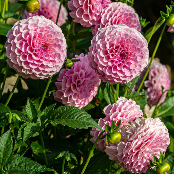Stolzevon Berlin Dahlia Bulbs Perennial Growing Bonsai Roots Rhizomes Corms Tubers Potted Planting Reblooming Fragrant Garden Species Blooms Flower Seeds Plant Gardening