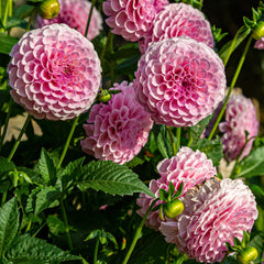Stolzevon Berlin Dahlia Bulbs Perennial Growing Bonsai Roots Rhizomes Corms Tubers Potted Planting Reblooming Fragrant Garden Species Blooms Flower Seeds Plant Gardening