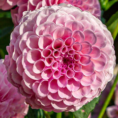 Stolzevon Berlin Dahlia Bulbs Perennial Growing Bonsai Roots Rhizomes Corms Tubers Potted Planting Reblooming Fragrant Garden Species Blooms Flower Seeds Plant Gardening