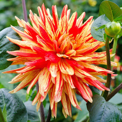 Striped Vulcan Dahlia Bulbs Perennial Growing Bonsai Roots Rhizomes Corms Tubers Potted Planting Reblooming Fragrant Garden Species Blooms Flower Seeds Plant Gardening