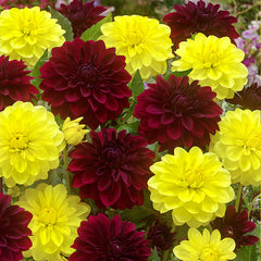 Dahlia Sun Lady Bulbs Perennial Growing Bonsai Roots Rhizomes Corms Tubers Potted Planting Reblooming Fragrant Garden Species Blooms Flower Seeds Plant Gardening