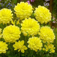 Dahlia Sun Lady Bulbs Perennial Growing Bonsai Roots Rhizomes Corms Tubers Potted Planting Reblooming Fragrant Garden Species Blooms Flower Seeds Plant Gardening