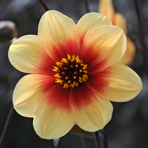 Sunshine Dahlia Bulbs Perennial Growing Bonsai Roots Rhizomes Corms Tubers Potted Planting Reblooming Fragrant Garden Species Blooms Flower Seeds Plant Gardening