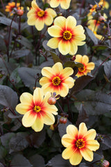 Dahlia Sunshine Bulbs Perennial Growing Bonsai Roots Rhizomes Corms Tubers Potted Planting Reblooming Fragrant Garden Species Blooms Flower Seeds Plant Gardening