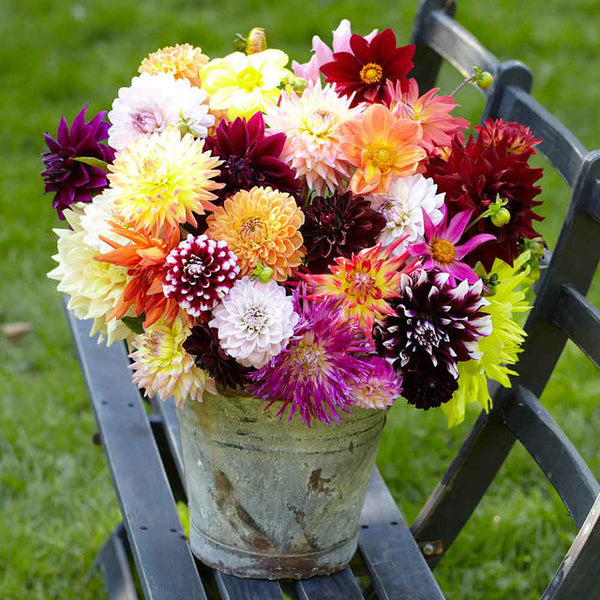 Super Mix Dahlia Bulbs Perennial Growing Bonsai Roots Rhizomes Corms Tubers Potted Planting Reblooming Fragrant Garden Species Blooms Flower Seeds Plant Gardening