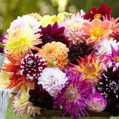 Super Mix Dahlia Bulbs Perennial Growing Bonsai Roots Rhizomes Corms Tubers Potted Planting Reblooming Fragrant Garden Species Blooms Flower Seeds Plant Gardening - Seedsplant