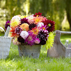 Super Mix Dahlia Bulbs Perennial Growing Bonsai Roots Rhizomes Corms Tubers Potted Planting Reblooming Fragrant Garden Species Blooms Flower Seeds Plant Gardening - Seedsplant