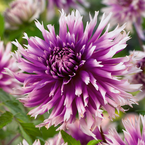 Table Dancer Dahlia Bulbs Perennial Growing Bonsai Roots Rhizomes Corms Tubers Potted Planting Reblooming Fragrant Garden Species Blooms Flower Seeds Plant Gardening