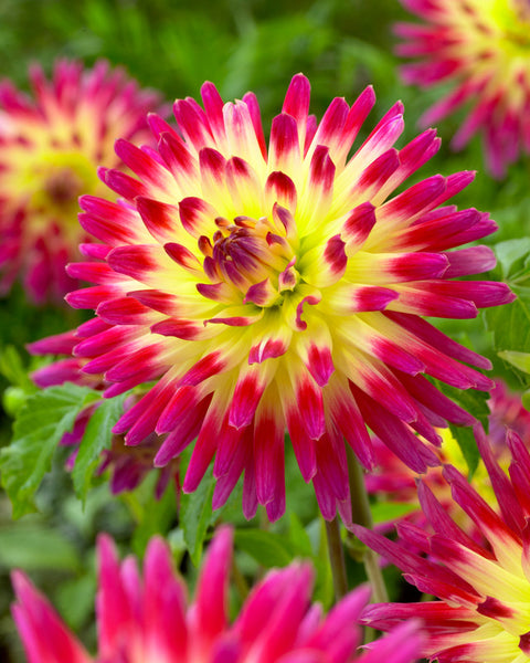 Dahlia Tahiti Sunrise Bulbs Perennial Growing Bonsai Roots Rhizomes Corms Tubers Potted Planting Reblooming Fragrant Garden Species Blooms Flower Seeds Plant Gardening