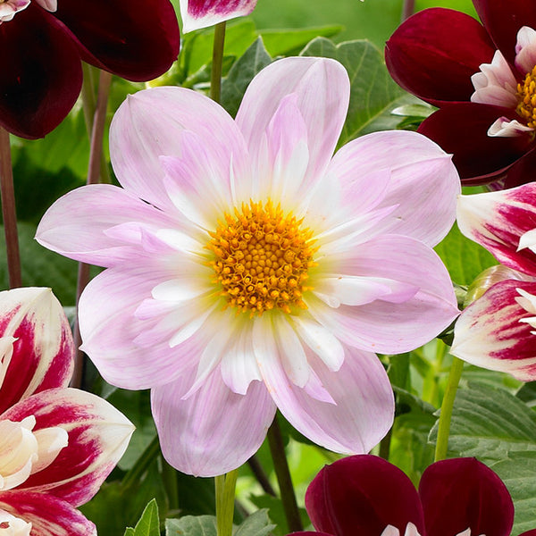 Collarette Teesbrooke Audrey Dahlia Bulbs Perennial Growing Bonsai Roots Rhizomes Corms Tubers Potted Planting Reblooming Fragrant Garden Species Blooms Flower Seeds Plant Gardening