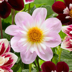 Collarette Teesbrooke Audrey Dahlia Bulbs Perennial Growing Bonsai Roots Rhizomes Corms Tubers Potted Planting Reblooming Fragrant Garden Species Blooms Flower Seeds Plant Gardening