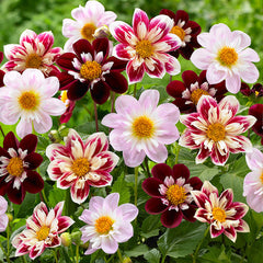 Collarette Teesbrooke Audrey Dahlia Bulbs Perennial Growing Bonsai Roots Rhizomes Corms Tubers Potted Planting Reblooming Fragrant Garden Species Blooms Flower Seeds Plant Gardening