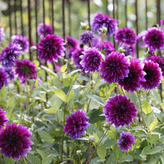 Thomas Edison Dahlia Bulbs Perennial Growing Bonsai Roots Rhizomes Corms Tubers Potted Planting Reblooming Fragrant Garden Species Blooms Flower Seeds Plant Gardening