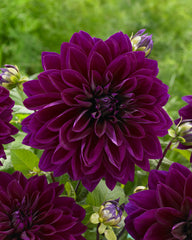 Thomas Dahlia Bulbs Perennial Growing Bonsai Roots Rhizomes Corms Tubers Potted Planting Reblooming Fragrant Garden Species Blooms Flower Seeds Plant Gardening