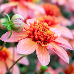 Totally Tangerine Dahlia Bulbs Perennial Growing Bonsai Roots Rhizomes Corms Tubers Potted Planting Reblooming Fragrant Garden Species Blooms Flower Seeds Plant Gardening